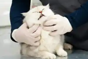 Stérilisation chien ou chat : avantages et risques