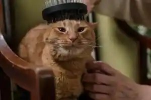 Comment trouver un toiletteur pour chat ?