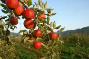 Découvrez les bienfaits de la permaculture