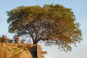 La leçon cachée de l’arbre