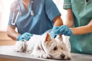 Vaccination, identification et stérilisation : quand faut-il emmener son animal chez le vétérinaire ?